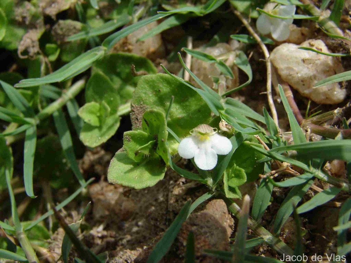 Yamazakia pusilla (Willd.) W.R.Barker, Y.S.Liang & Wannan